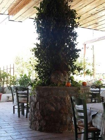 Zographos Taverna
